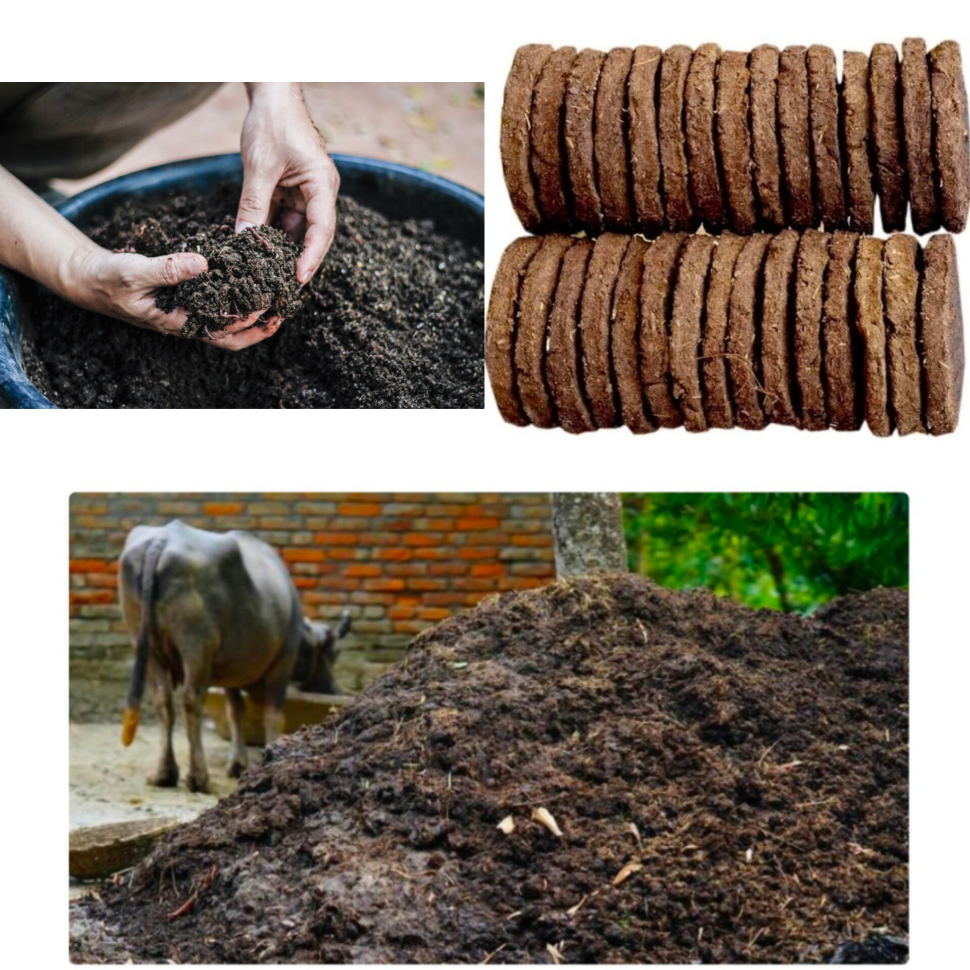 Shree Radhe Export Cow Dung Product