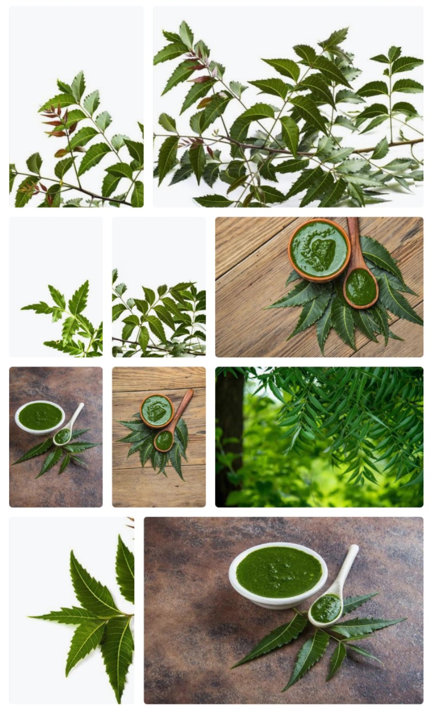 Neem Leaves Powder