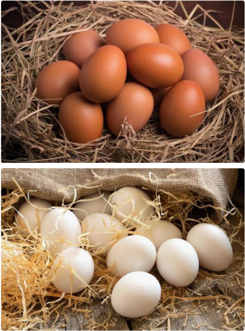 Shree Radhe Export Hen Eggs